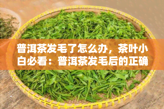 普洱茶发毛了怎么办，茶叶小白必看：普洱茶发毛后的正确处理方法！