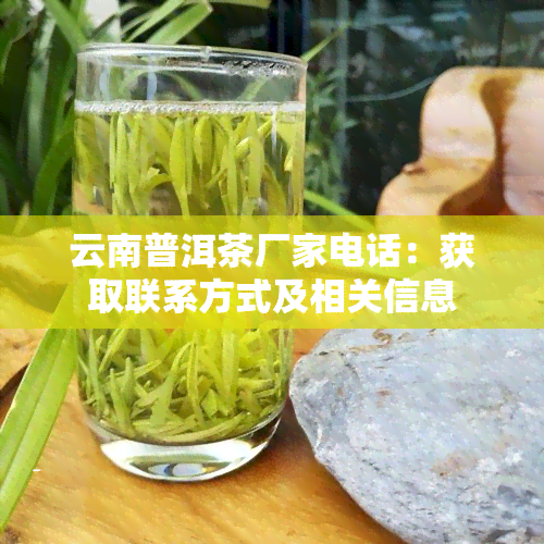 云南普洱茶厂家电话：获取联系方式及相关信息