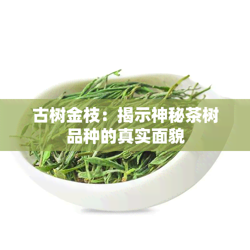 古树金枝：揭示神秘茶树品种的真实面貌