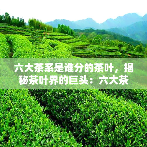 六大茶系是谁分的茶叶，揭秘茶叶界的巨头：六大茶系由谁划分？