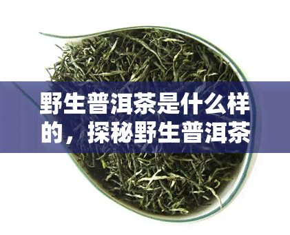 野生普洱茶是什么样的，探秘野生普洱茶：它的特性和外观是怎样的？