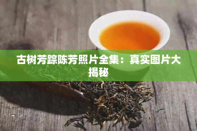 古树芳踪陈芳照片全集：真实图片大揭秘