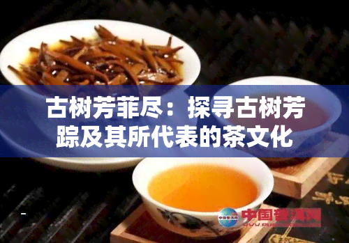 古树芳菲尽：探寻古树芳踪及其所代表的茶文化