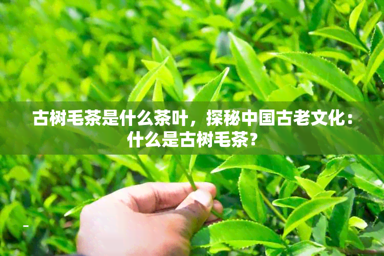 古树毛茶是什么茶叶，探秘中国古老文化：什么是古树毛茶？