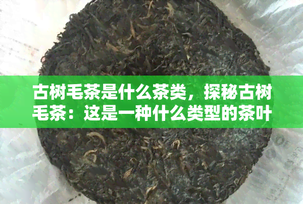 古树毛茶是什么茶类，探秘古树毛茶：这是一种什么类型的茶叶？