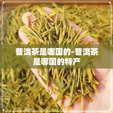 普洱茶是哪国的-普洱茶是哪国的特产