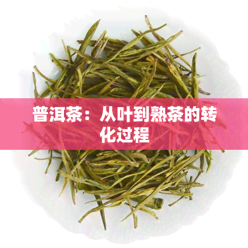 普洱茶：从叶到熟茶的转化过程