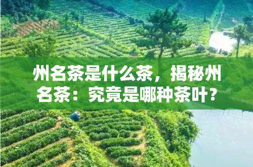 州名茶是什么茶，揭秘州名茶：究竟是哪种茶叶？