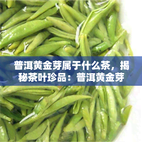 普洱黄金芽属于什么茶，揭秘茶叶珍品：普洱黄金芽的种类归属