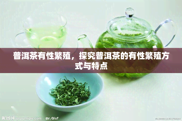 普洱茶有性繁殖，探究普洱茶的有性繁殖方式与特点