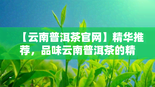 【云南普洱茶官网】精华推荐，品味云南普洱茶的精髓：【云南普洱茶官网】精华推荐