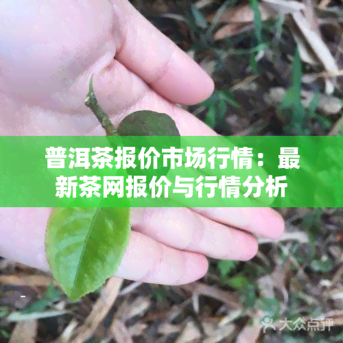 普洱茶报价市场行情：最新茶网报价与行情分析