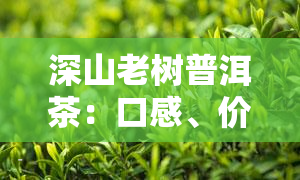 深山老树普洱茶：口感、价格全解析