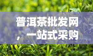 普洱茶批发网，一站式采购：普洱茶批发网，品质保证，价格实！