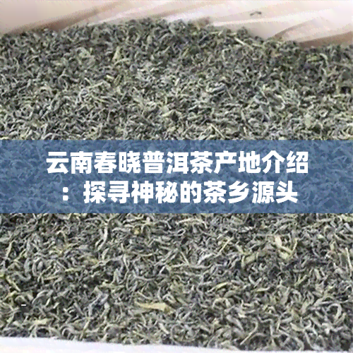 云南春晓普洱茶产地介绍：探寻神秘的茶乡源头