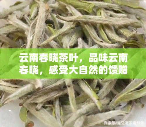 云南春晓茶叶，品味云南春晓，感受大自然的馈赠——探究云南春晓茶叶的独特魅力