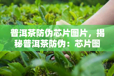 普洱茶防伪芯片图片，揭秘普洱茶防伪：芯片图片解读与应用