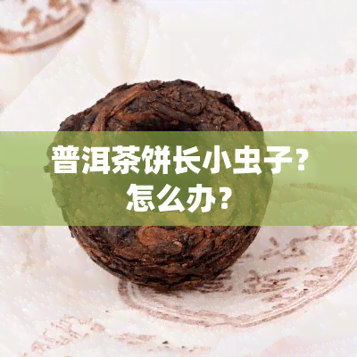 普洱茶饼长小虫子？怎么办？