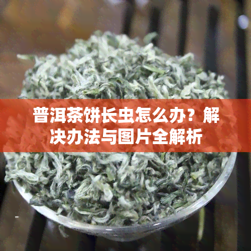 普洱茶饼长虫怎么办？解决办法与图片全解析