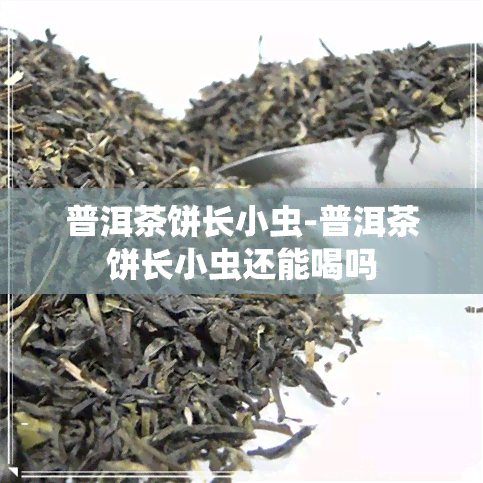 普洱茶饼长小虫-普洱茶饼长小虫还能喝吗