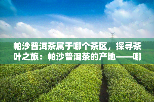 帕沙普洱茶属于哪个茶区，探寻茶叶之旅：帕沙普洱茶的产地——哪个茶区？