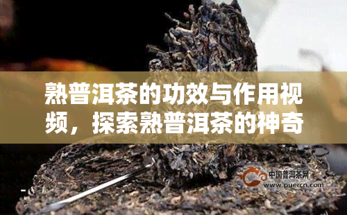 熟普洱茶的功效与作用视频，探索熟普洱茶的神奇功效：全方位解析其作用与视频展示