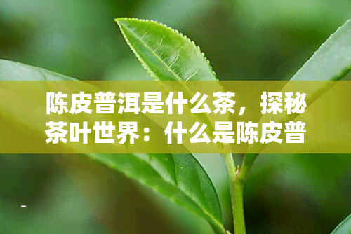 陈皮普洱是什么茶，探秘茶叶世界：什么是陈皮普洱茶？