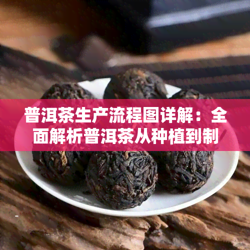 普洱茶生产流程图详解：全面解析普洱茶从种植到制作的过程