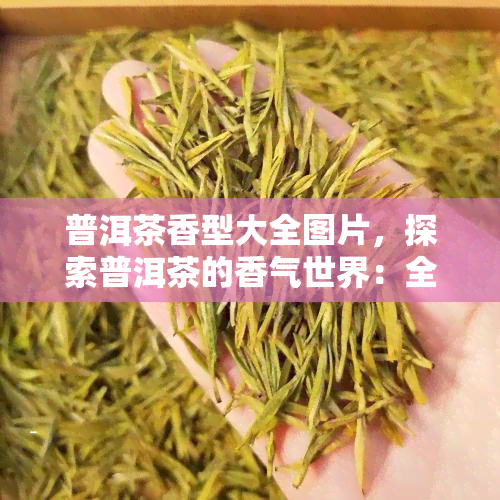 普洱茶香型大全图片，探索普洱茶的香气世界：全图解普洱茶香型大全