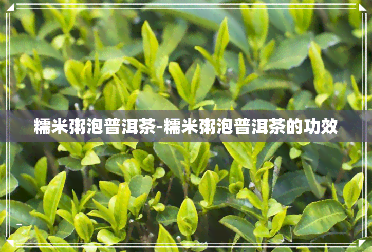 糯米粥泡普洱茶-糯米粥泡普洱茶的功效