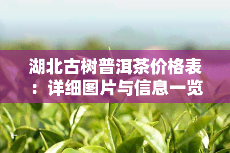 湖北古树普洱茶价格表：详细图片与信息一览