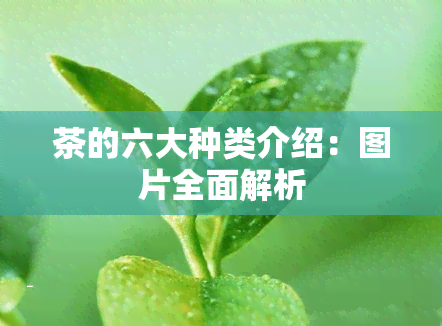 茶的六大种类介绍：图片全面解析