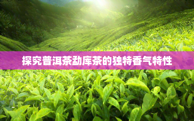 探究普洱茶勐库茶的独特香气特性