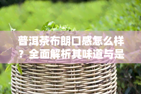 普洱茶布朗口感怎么样？全面解析其味道与是否好喝