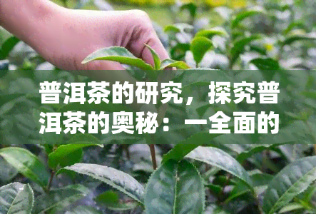 普洱茶的研究，探究普洱茶的奥秘：一全面的研究