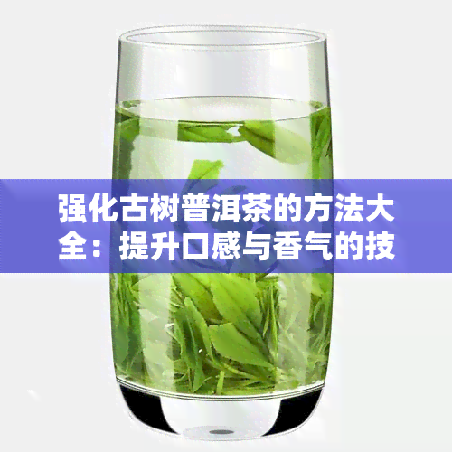 强化古树普洱茶的方法大全：提升口感与香气的技巧