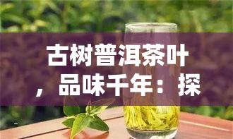 古树普洱茶叶，品味千年：探寻古树普洱茶叶的魅力与故事