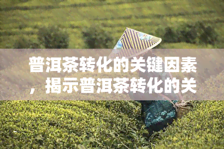 普洱茶转化的关键因素，揭示普洱茶转化的关键因素：影响品质的五大关键要素