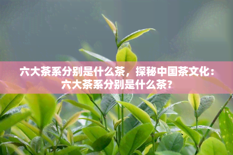 六大茶系分别是什么茶，探秘中国茶文化：六大茶系分别是什么茶？