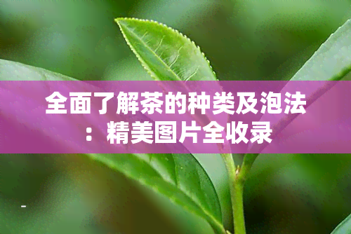 全面了解茶的种类及泡法：精美图片全收录