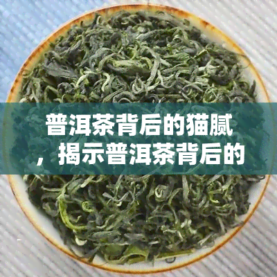 普洱茶背后的猫腻，揭示普洱茶背后的隐藏秘密：你不知道的猫腻！