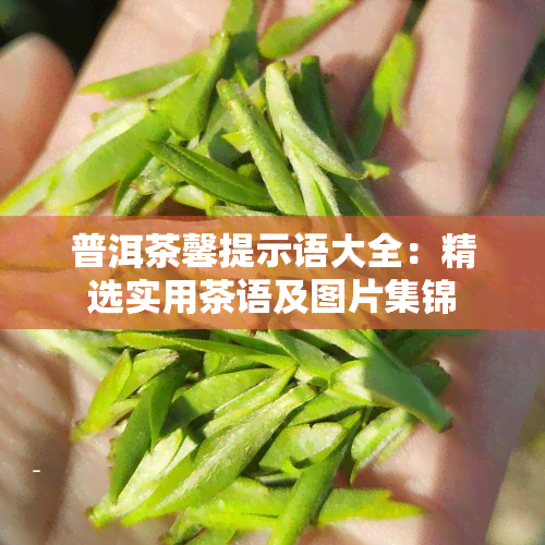 普洱茶馨提示语大全：精选实用茶语及图片集锦