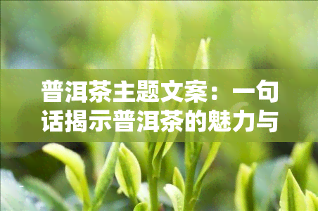 普洱茶主题文案：一句话揭示普洱茶的魅力与价值