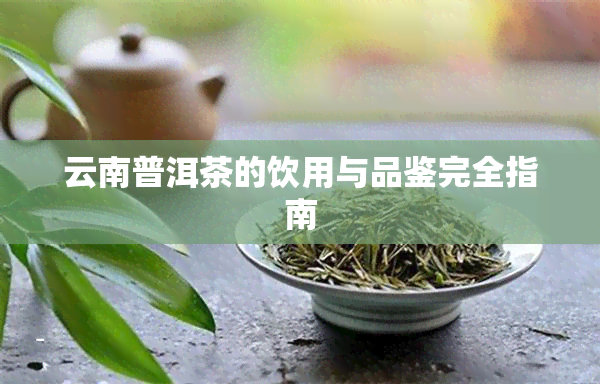 云南普洱茶的饮用与品鉴完全指南