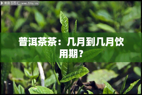 普洱茶茶：几月到几月饮用期？