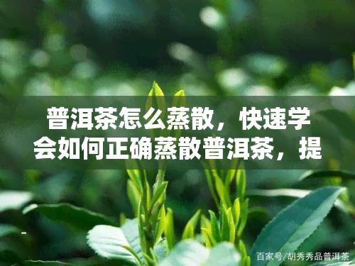 普洱茶怎么蒸散，快速学会如何正确蒸散普洱茶，提升口感与香气！