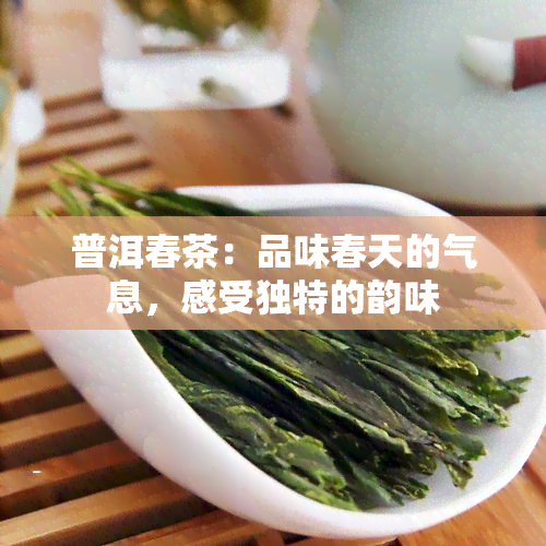 普洱春茶：品味春天的气息，感受独特的韵味