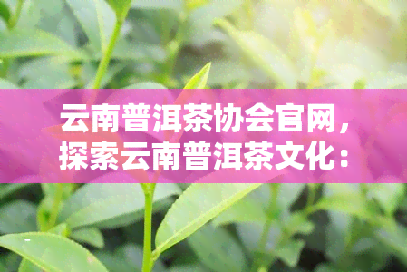 云南普洱茶协会官网，探索云南普洱茶文化：访问云南普洱茶协会官网