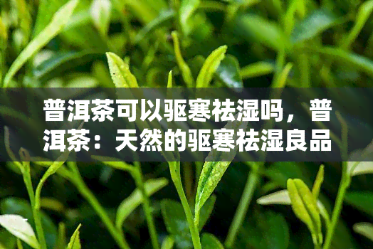 普洱茶可以驱寒祛湿吗，普洱茶：天然的驱寒祛湿良品？