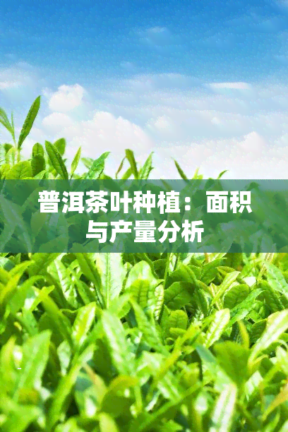 普洱茶叶种植：面积与产量分析